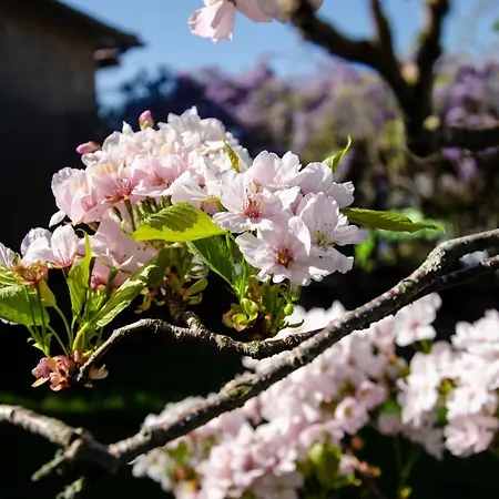 Pansiyon La Petite Pierrette *