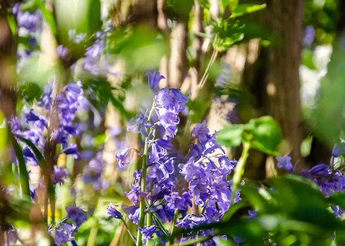 Accommodatie bij particulieren La Petite Pierrette Saint-Benoit-de-Carmaux